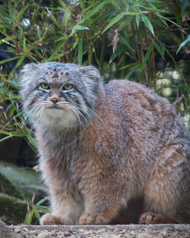 A Pallas's cat