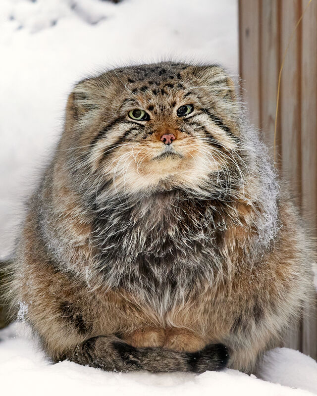 Zelenogorsk, a Pallas's cat